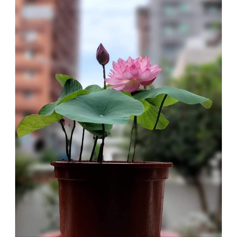 Củ sen mini Hồng Cánh Kép ( Littel Dragon )