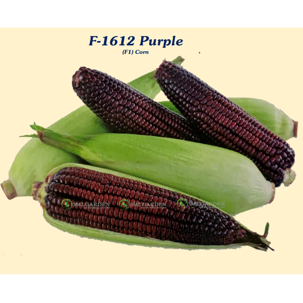 Hạt giống Bắp nếp tím F-1612 Purple 30 hạt