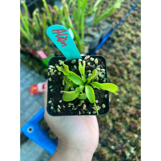 cây bẫy kẹp alien, venusflytrap alien