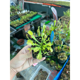 cây bẫy kẹp devil eye, dionaea devil eye