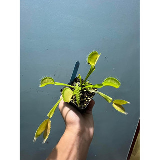 cây bẫy kẹp g16, venus flytrap g16