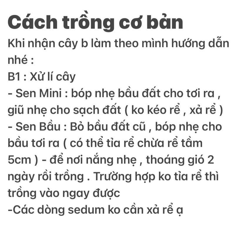 Sen đá Baby Má Hồng Mini  - Khách đọc Khuyến mãi kế bên hình ảnh