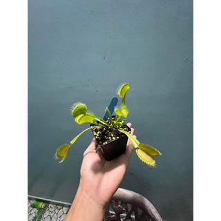 cây bẫy kẹp g16, venus flytrap g16