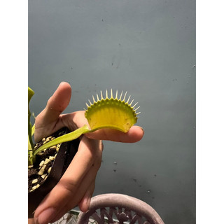 cây bẫy kẹp g16, venus flytrap g16
