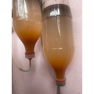Bộ Ấp Artemia và máy bơm oxy đầy đủ