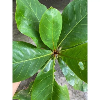 1kg lá bàng tươi loại đẹp