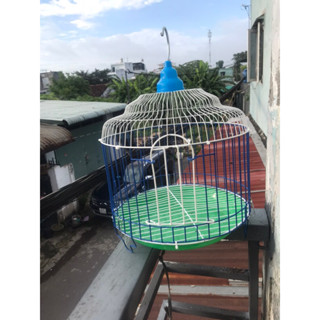  COMBO 5 LỒNG CHIM CU GÁY SIZE 30 - LỒNG SƠN TĨNH ĐIỆN NUOI NHIỀU LOẠI CHIM 