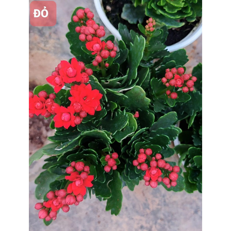 cây giống hoa sống đời (ảnh 2)