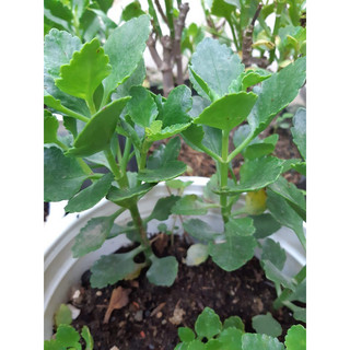cây giống hoa sống đời (ảnh 2)