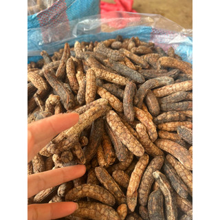 Chuối hột rừng Kon Tum