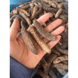 Chuối hột rừng Kon Tum
