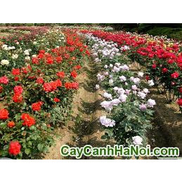 Gốc hoa hồng nấm bụi lùn siêu hoa