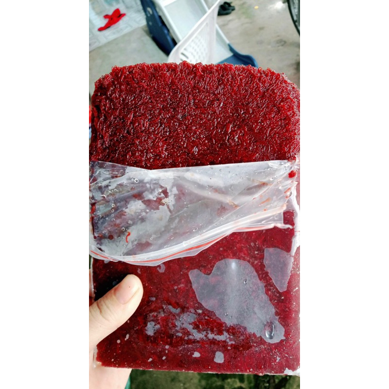 Trùng Huyết đông lạnh