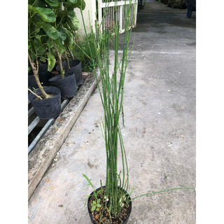 Cây thiền trúc