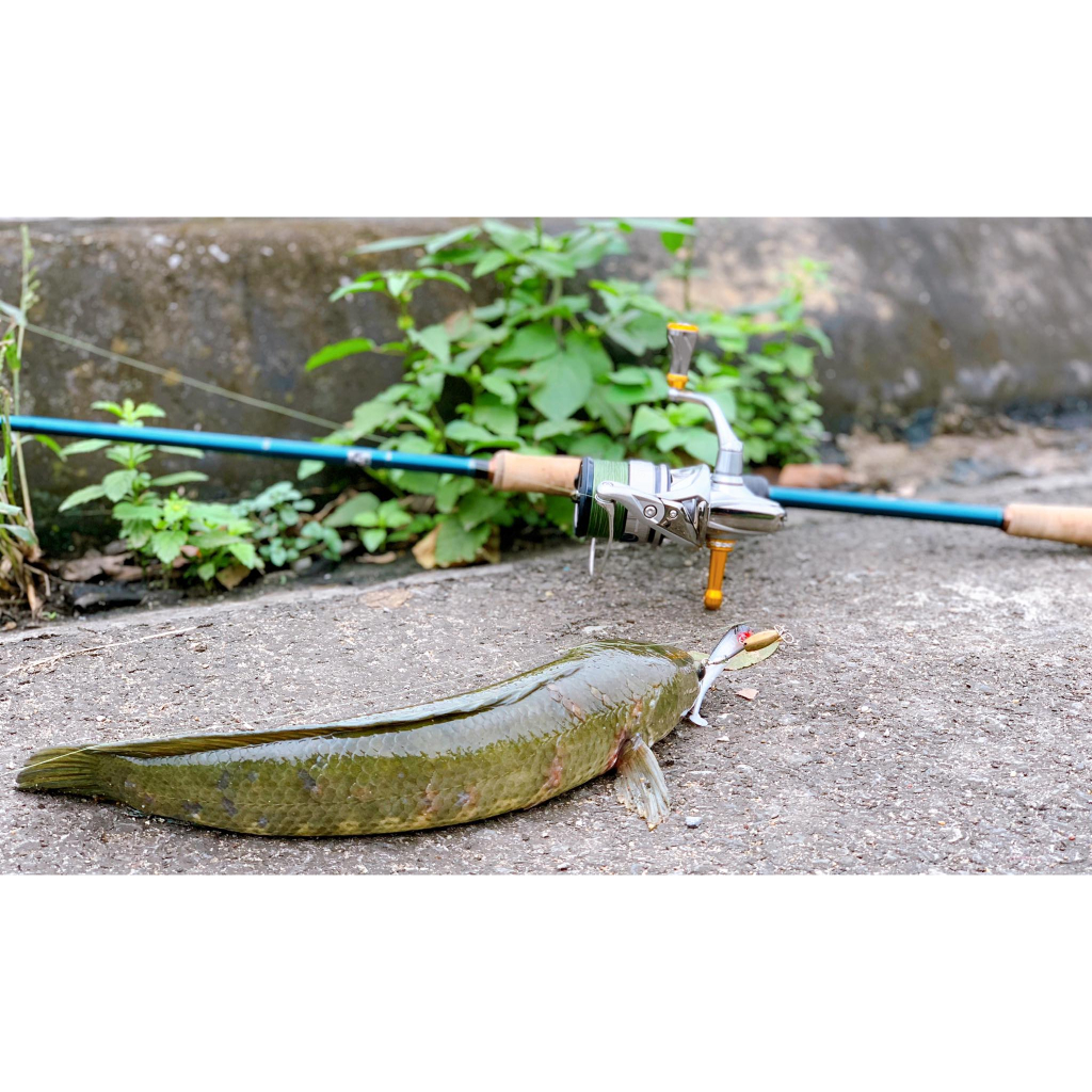 Cần câu máy đứng Kuying Battle Song Hita Lure