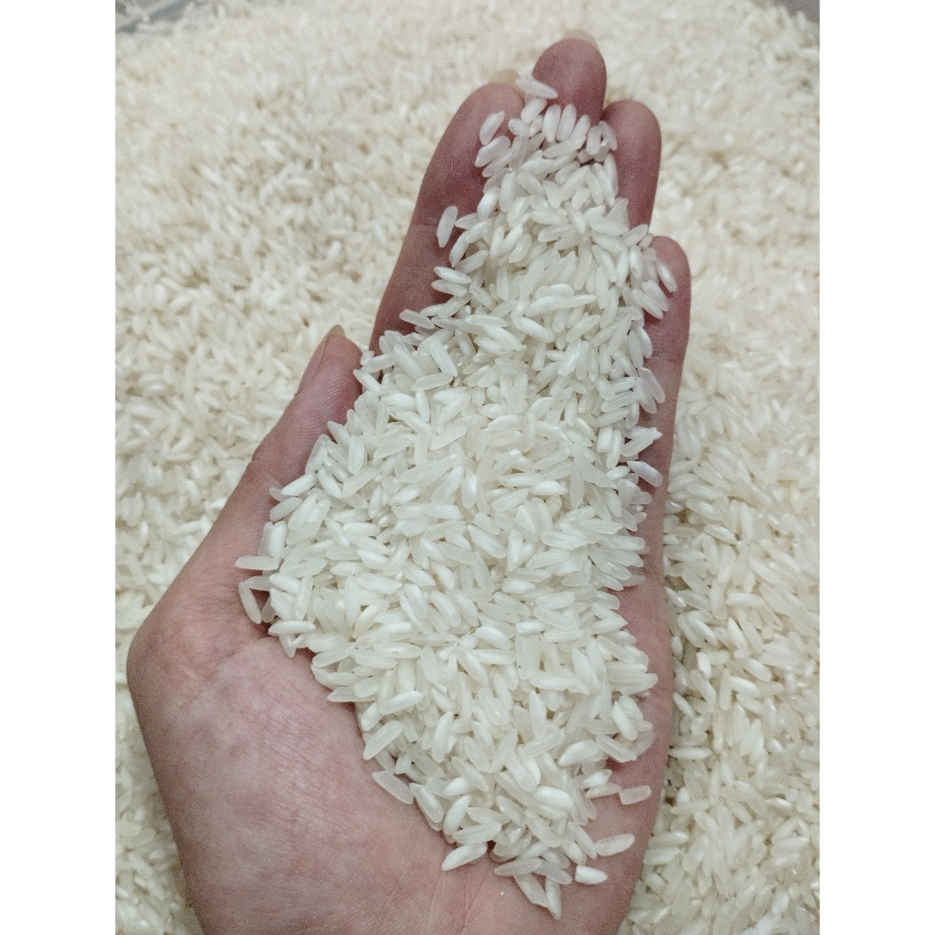 5KG Gạo 504 Nở - Gạo Nở Cơm, Rời Hạt - Bena Organic