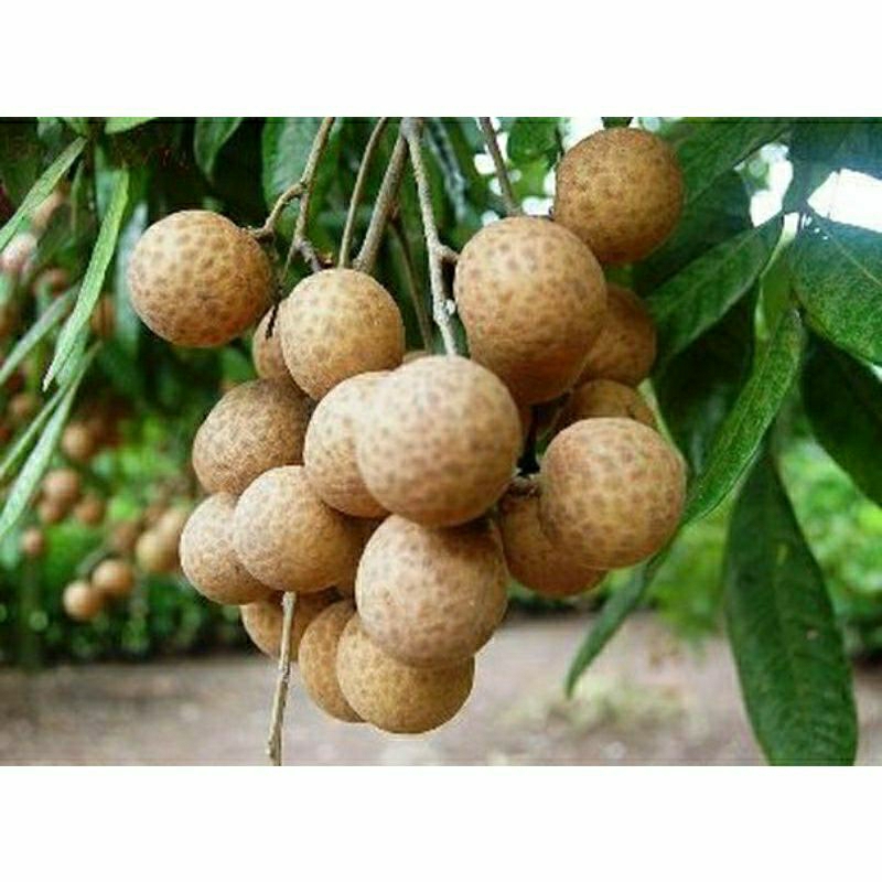 CÂY NHÃN KHÔNG HẠT CÂY GHÉP CAO 70-90CM