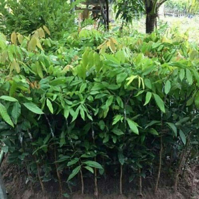 CÂY NHÃN KHÔNG HẠT CÂY GHÉP CAO 70-90CM