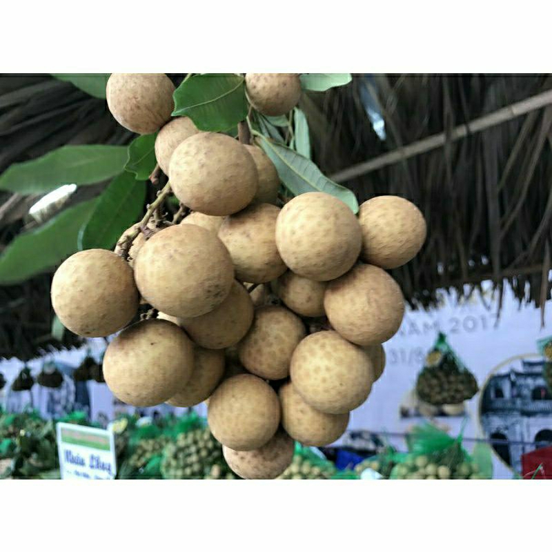 CÂY NHÃN KHÔNG HẠT CÂY GHÉP CAO 70-90CM