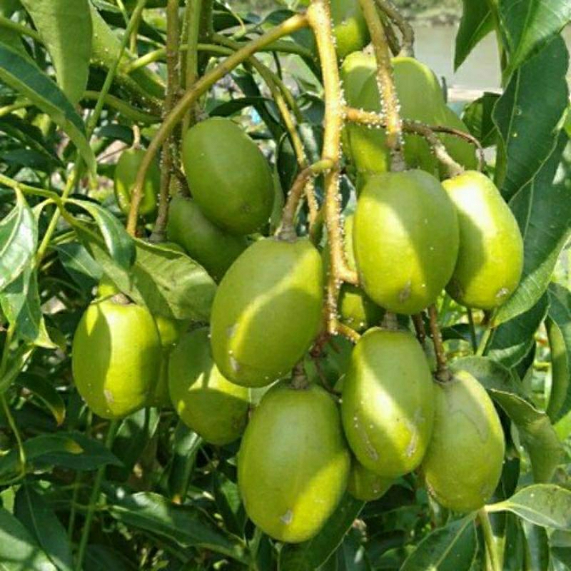 CÂY CÓC THÁI LÙN SIÊU QUẢ 6 THÁNG CHO TRÁI