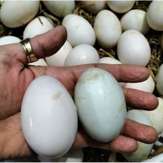 🥚🥚trứng vịt đồng - combo 2 quả