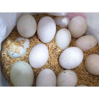 🥚🥚TRỨNG VỊT ĐỒNG ( LÒNG ĐỎ NHIỀU) - COMBO 2 QUẢ