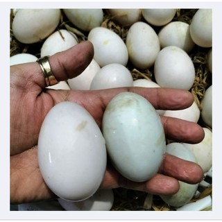 🥚🥚TRỨNG VỊT ĐỒNG ( LÒNG ĐỎ NHIỀU) - COMBO 2 QUẢ
