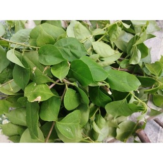Combo 9 loại gai( xông, tắm)