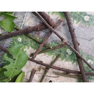 Combo 9 loại gai( xông, tắm)