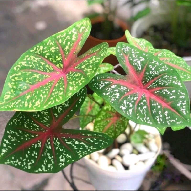 cây môn cảnh. môn kiểng lá . caladium