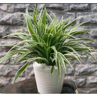 Cây giống dây nhện. lan chi. mẫu tử