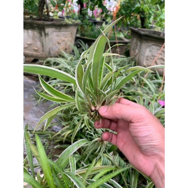 Cây giống  dây nhện. lan chi. mẫu tử
