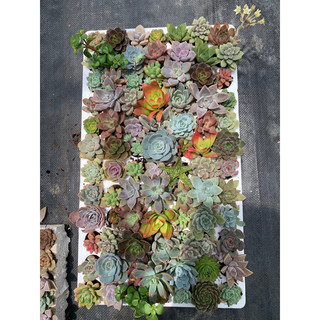 Sale 20% sen vỉ 84 cây mix đủ loại