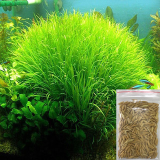 Hạt giống cỏ lúa thủy sinh