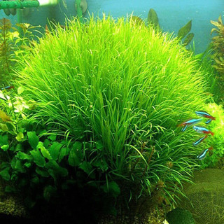 Hạt giống cỏ lúa thủy sinh ( gói 10g )