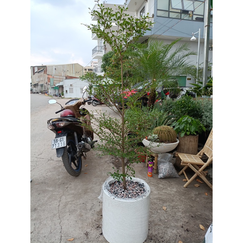 Cây Bàng Đài Loan - Bàng Lá Nhỏ cây Tuyển Chọn