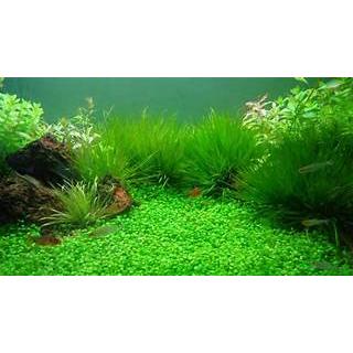 Phân nền thủy sinh S.MÊKÔNG Bioplus 2kg