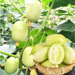 HẠT GIỐNG DƯA CHUỘT NGỌC NỮ NHẬP KHẨU