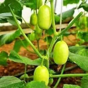 HẠT GIỐNG DƯA CHUỘT NGỌC NỮ NHẬP KHẨU