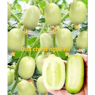 Hạt giống dưa chuột ngọc nữ nhập khẩu