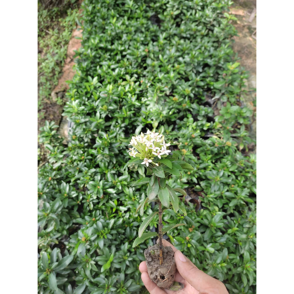 Bông Trang lá nhỏ rễ cực tốt