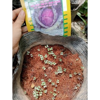 Hạt giống bắp cải tím (date t7/2025)