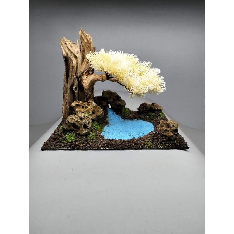 Gỗ lũa bonsai tán tùng kim, mẫu