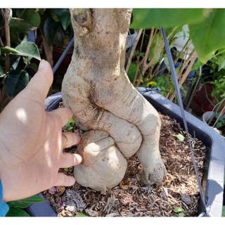 (VHST giao trong ngày) Cây BÔNG GIẤY HOA TÍM.