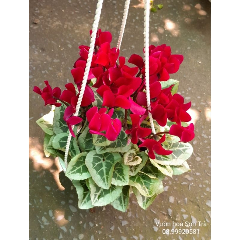 Cây HOA ANH THẢO, đang hoa, có nhiều màu.