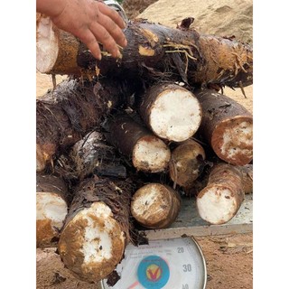 10kg bạc hà núi củ mọc núi tự nhiên đừng so sánh với củ trồng ạ