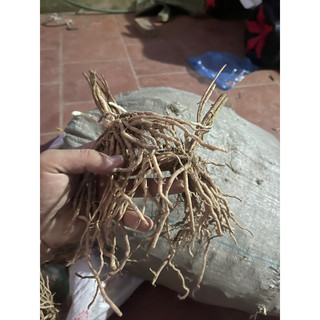 Củ măng tây giống