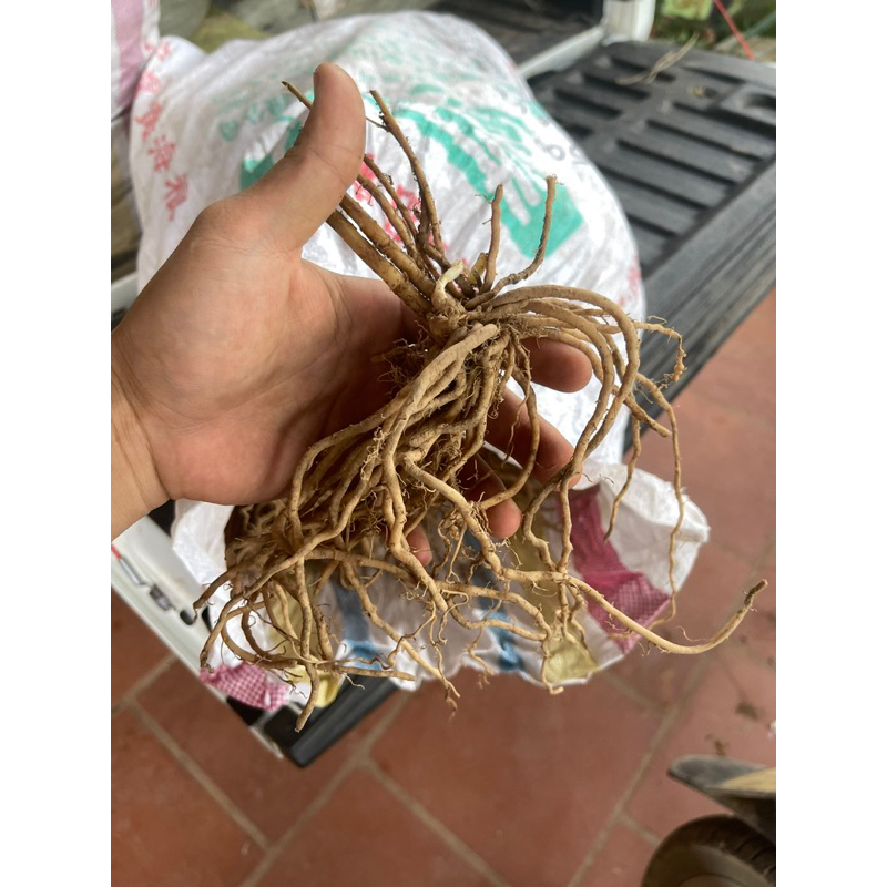Củ măng tây giống