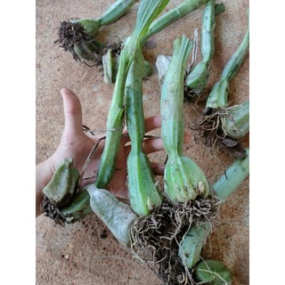 1 củ lan bình diệu củ To