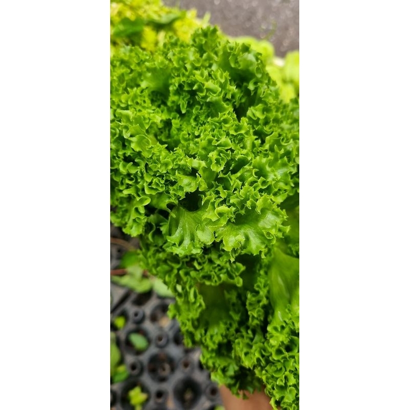 Xà lách thủy tinh hữu cơ Đà Lạt (500gr)
